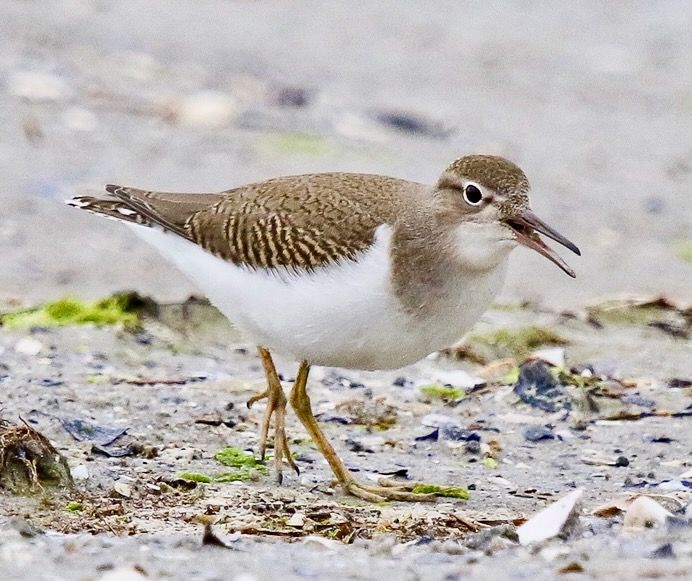 Spotted Sandpiper